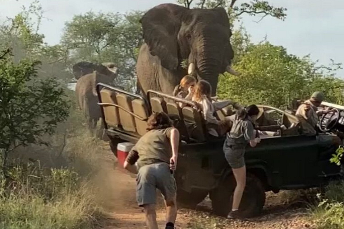 Elephants  attack Kruger Park (S. Africa)