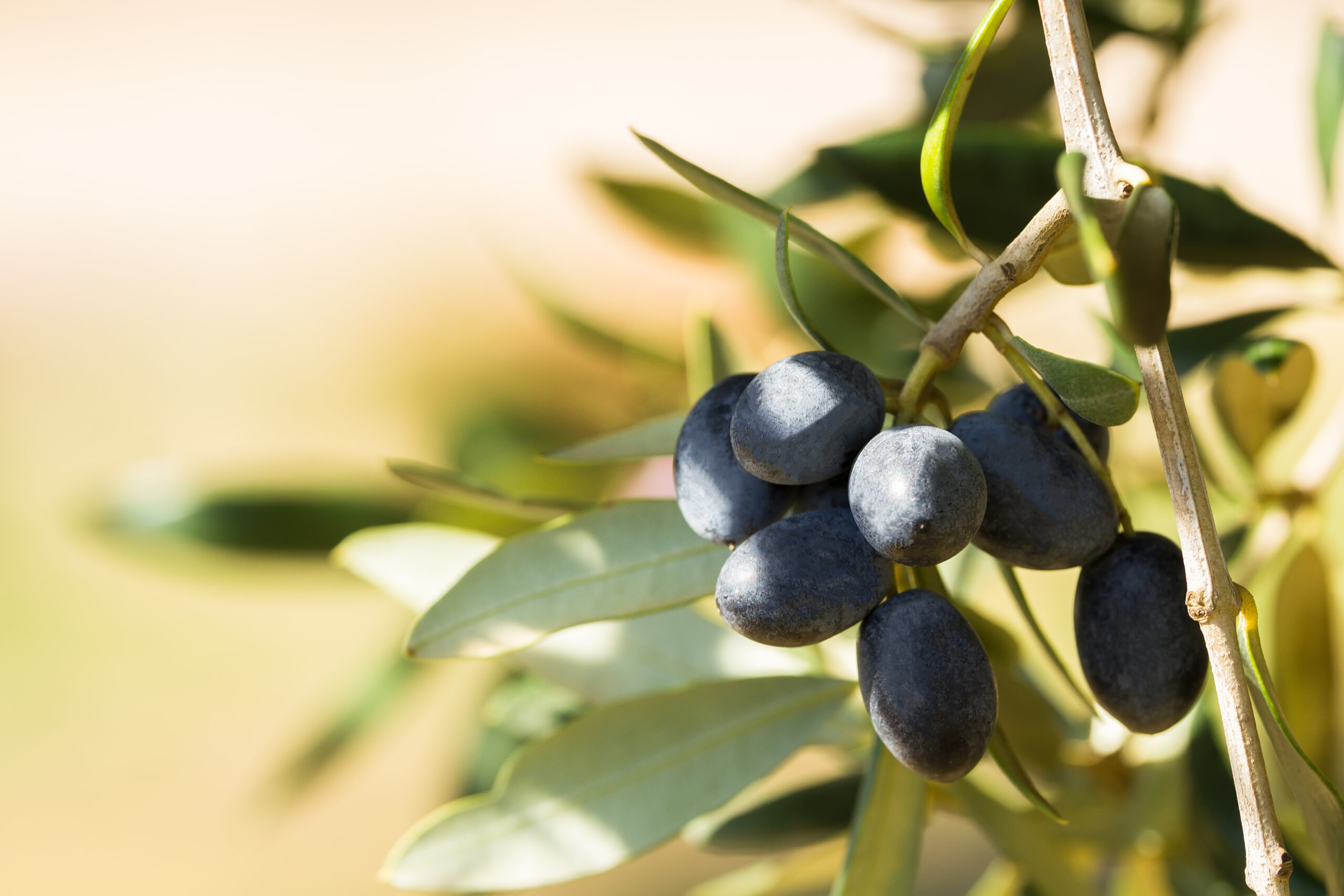 Close up of an atmospheric image of apulian black olives hanging from a tree with late sun flare