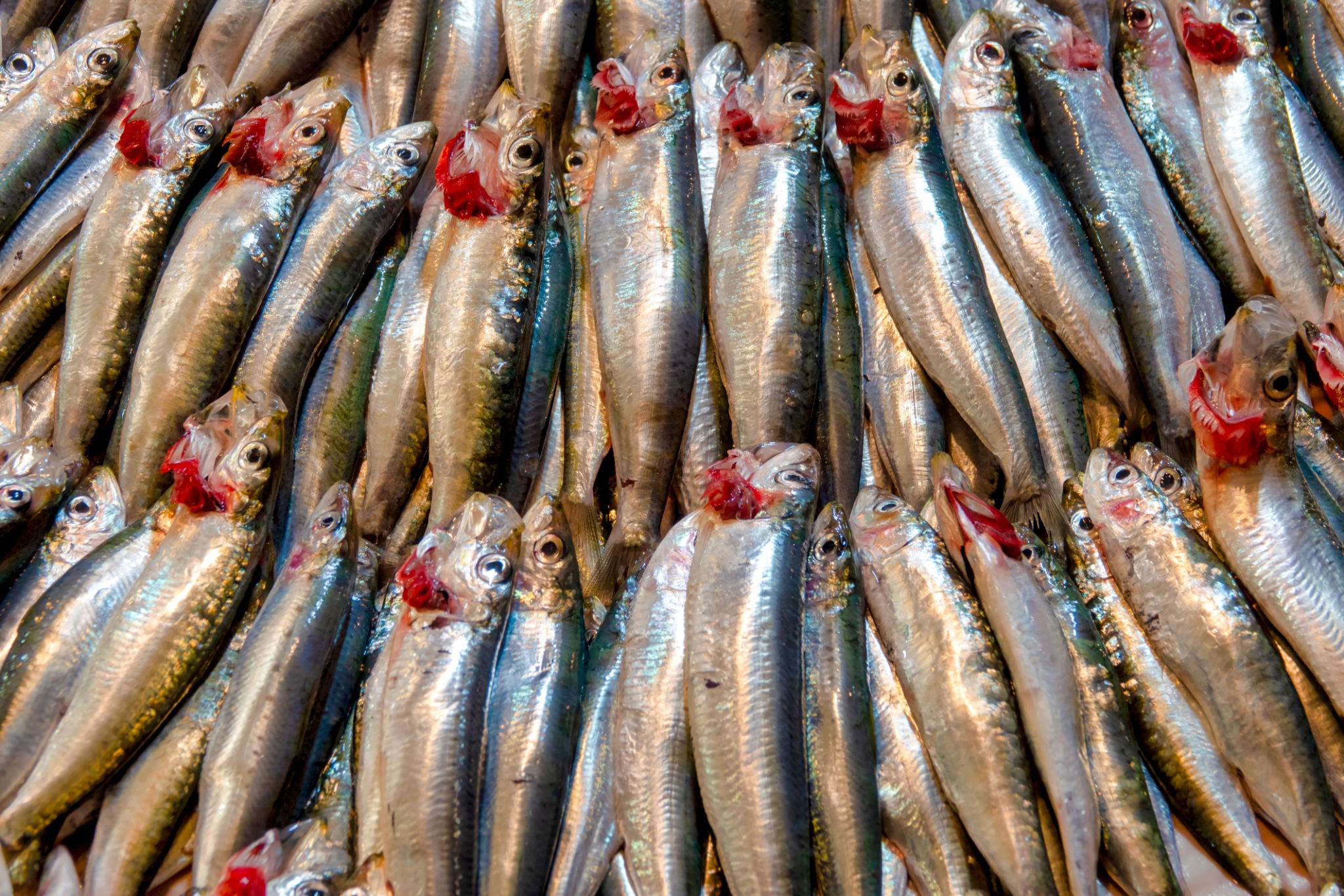European pilchard on display in the Fish market in the Kemeralt? bazaar, Izmir, Turkey