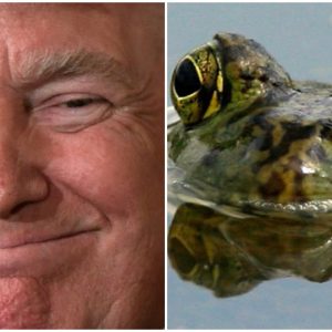 TRUMPEPSTEIN